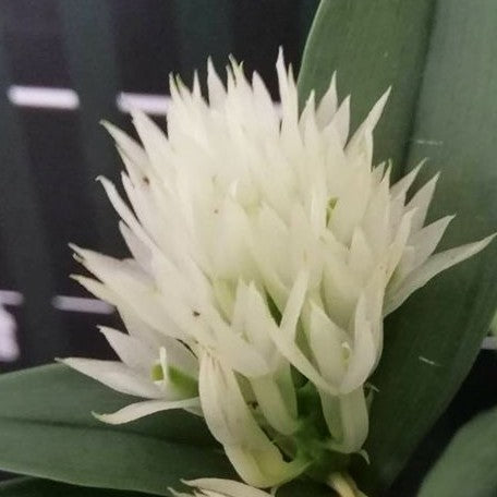 Dendrobium capituliflorum (= ophioglossum ) × sib 2.5"