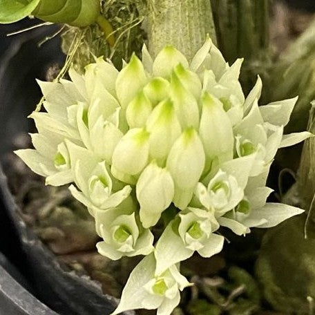 Dendrobium capituliflorum (= ophioglossum ) × sib 2.5"