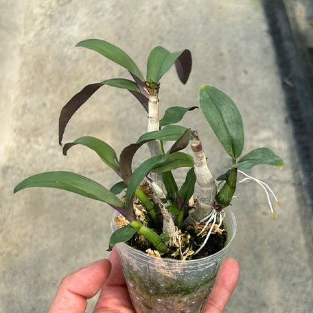 Dendrobium capituliflorum (= ophioglossum ) × sib 2.5"