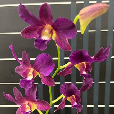 Dendrobium Burana Sundae #4 2.8"