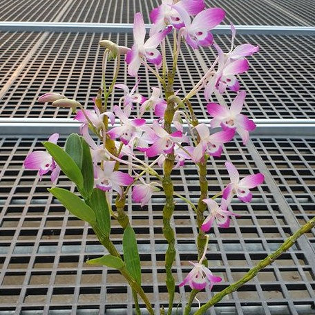 Dendrobium linawianum × sib 2.5"