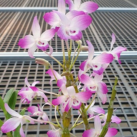 Dendrobium linawianum × sib 2.5"