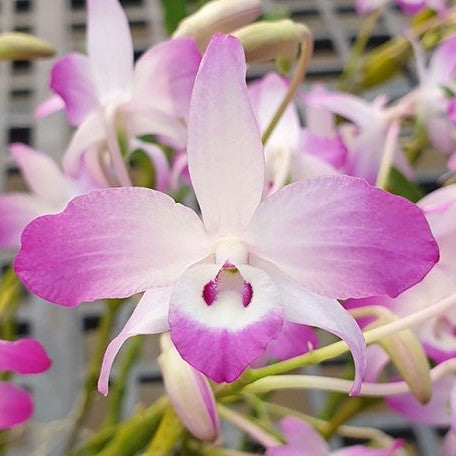 Dendrobium linawianum × sib 2.5"