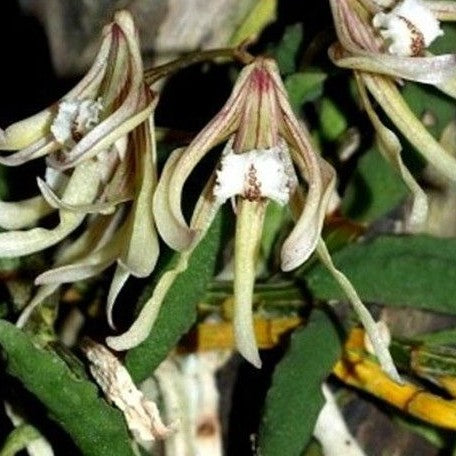Dendrobium cucumerinum × sib 1.5"
