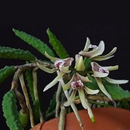 Dendrobium cucumerinum × sib 1.5"