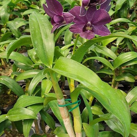 Dendrobium Thai Airwage Blue 3.0"