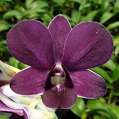 Dendrobium Thai Airwage Blue 3.0"