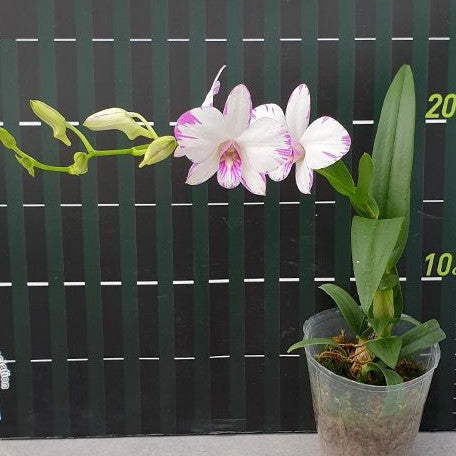 Dendrobium Enobi Purple 'Splash' AM/AOS 3.0"