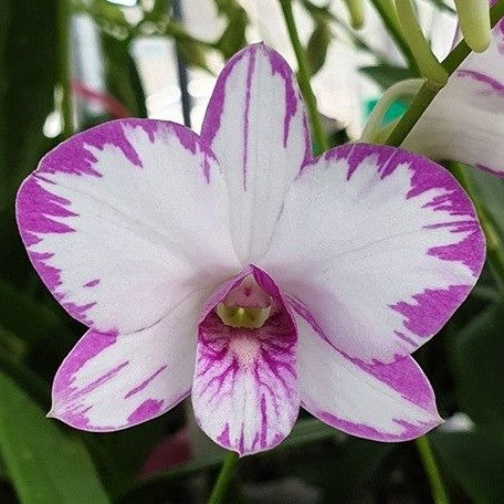 Dendrobium Enobi Purple 'Splash' AM/AOS 3.0"