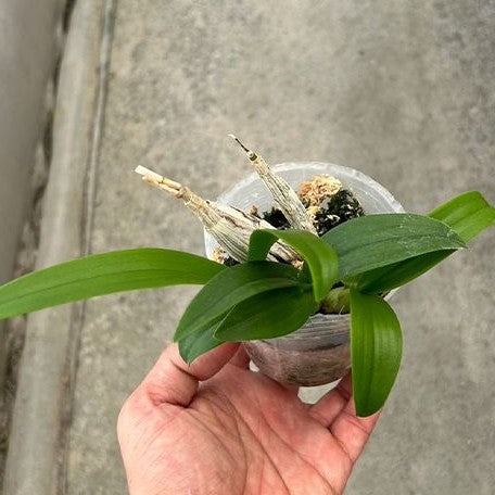 Dendrobium Enobi Purple 'Splash' AM/AOS 3.0"