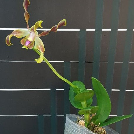 Dendrobium lasianthera × sib 2.5"