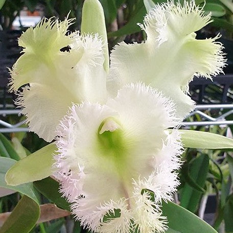 Rhyncholaeliocattleya Golf Green 'Hair Pig' (2265P:G)