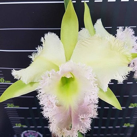 Rhyncholaeliocattleya Golf Green 'Hair Pig' (2265P:G)