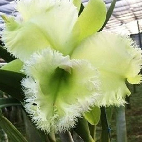 Rhyncholaeliocattleya Golf Green 'Hair Pig' (2265P:G)