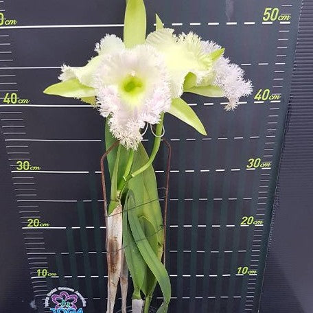 Rhyncholaeliocattleya Golf Green 'Hair Pig' (2265P:G)