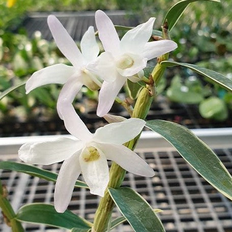 Dendrobium moniliforme (variegata) variegated 1.7"