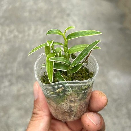 Dendrobium moniliforme (variegata) variegated 1.7"
