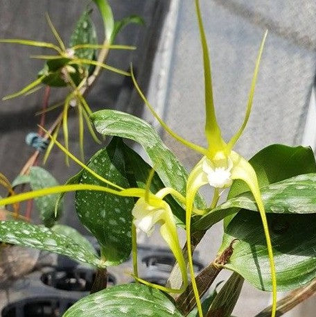 Dendrobium tetragonum var. alba × sib 2.5"