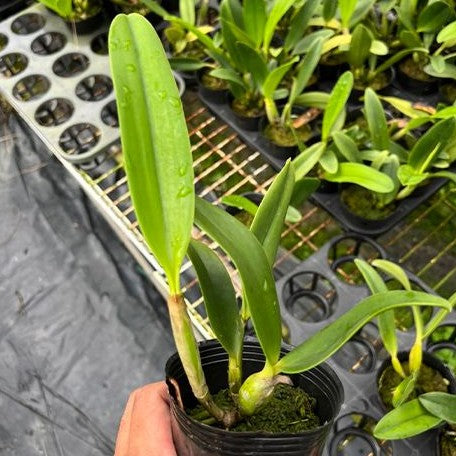 Laeliocattleya Blue Angel 'Glove' (2975P:G)