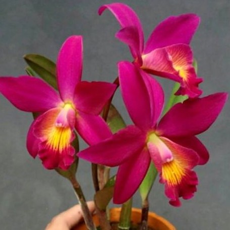 Cattleya Chian Tzy Guiding 'Chian Tzy Red Top' 2.5"