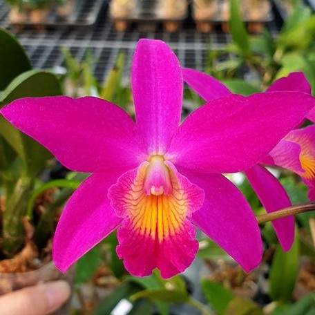 Cattleya Chian Tzy Guiding 'Chian Tzy Red Top' (2262P:G)