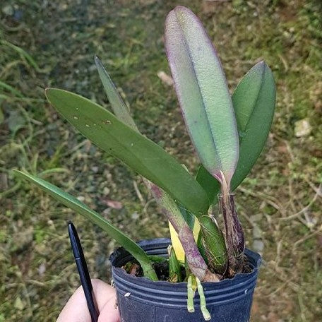 Cattleya Chian Tzy Guiding 'Chian Tzy Red Top' 2.5"