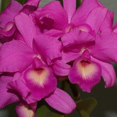 Cattleya skinneri 'Heiti Jacobs' 2.5"