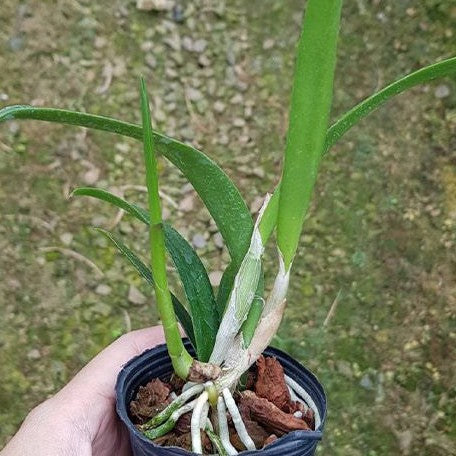 (Cattleya Button Top × Brassocattleya Morning Glory) 'CT Little Jolie' 2.5"