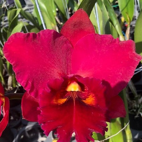 Rhyncholaeliocattleya Taiwan Chief Wine 'Van Gogh' 3.0"