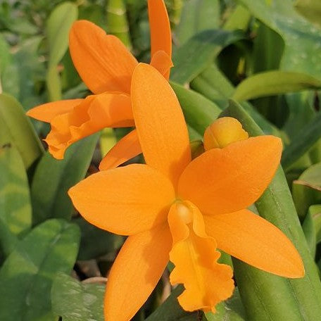 Brassolaeliocattleya Young Min Orange 'Golden Satisfaction' 2.5"