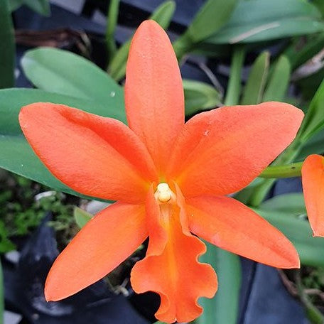 Brassolaeliocattleya Young Min Orange 'Golden Satisfaction' 2.5"