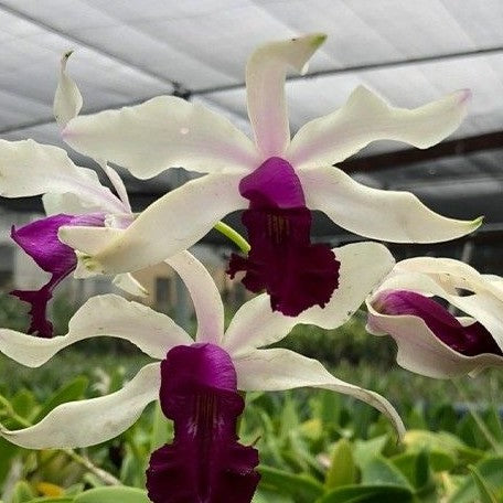 Myrmecocattleya RIO's Little Treasure (= Cattleya violacea × Myrmecophila albopurpurea) 2.5" Fragrant