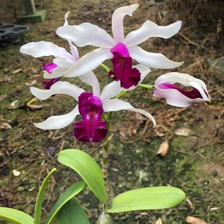 Myrmecocattleya RIO's Little Treasure (= Cattleya violacea × Myrmecophila albopurpurea) 2.5"