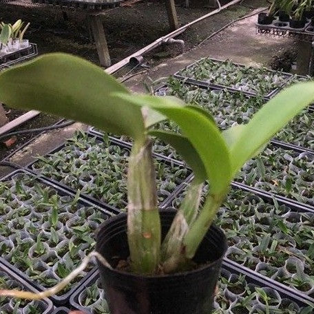 Myrmecocattleya RIO's Little Treasure (= Cattleya violacea × Myrmecophila albopurpurea) 2.5"