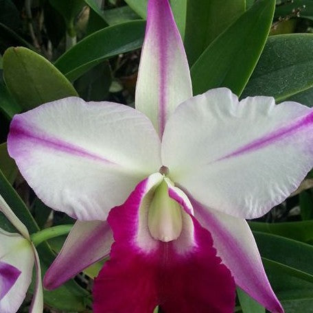 Cattleya Men Robert Strait 'Islander Delights' 2.5"