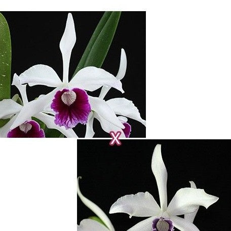 Cattleya(Laelia) purpurata × sib 2.5"