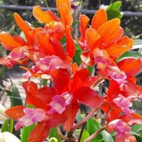 Ryc .Taiwan Firecracker 'Popcorn' 2.5"