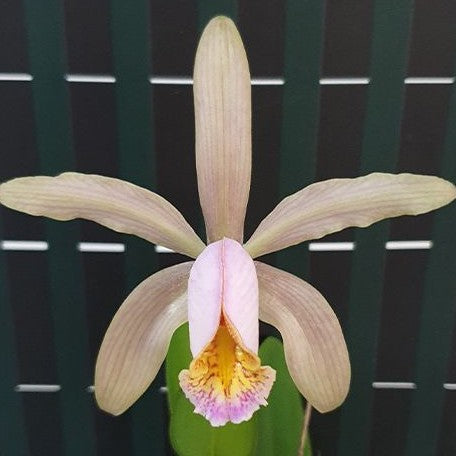 Cattleya forbesii × sib 2.5"