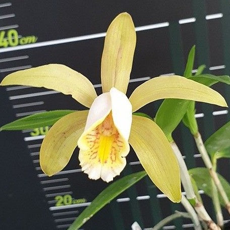 Cattleya forbesii × sib 2.5"