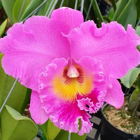 Brassolaeliocattleya Pink Empress 2.5"