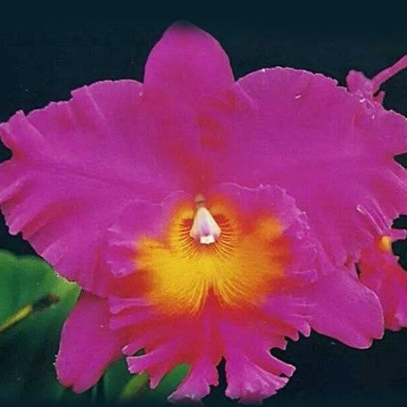 Brassolaeliocattleya Pink Empress 2.5"