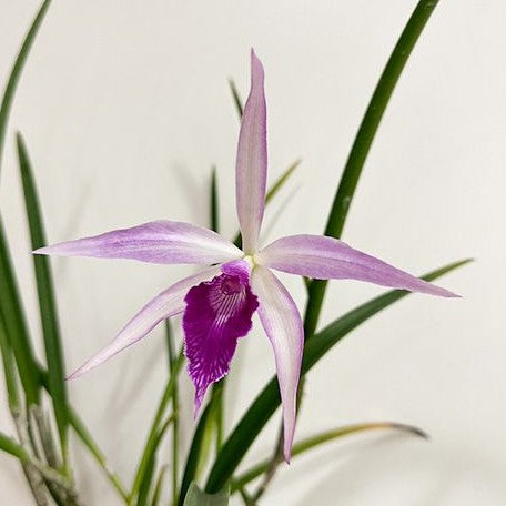 Brassavola Amethyst (=Brassavola cucullata × Laelia purpurata) 2.5"