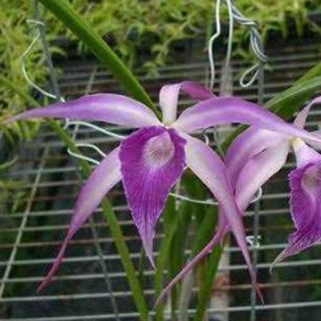 Brassavola Amethyst (=Brassavola cucullata × Laelia purpurata) 2.5"