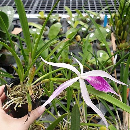 Brassavola Amethyst (=Brassavola cucullata × Laelia purpurata) 2.5"