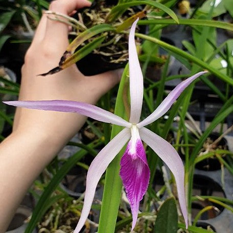 Brassavola Amethyst (=Brassavola cucullata × Laelia purpurata) 2.5"