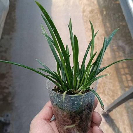 Brassavola Amethyst (=Brassavola cucullata × Laelia purpurata) 2.5"