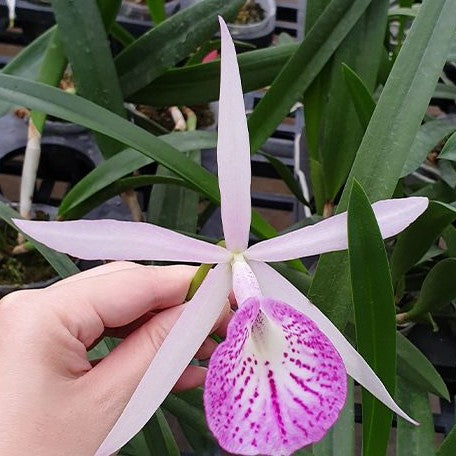 Brassolaeliocattleya Tetra Lip × Brassolaelia Morning Glory 2.5"