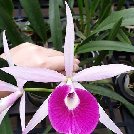 Brassolaeliocattleya Tetra Lip × Brassolaelia Morning Glory 2.5"