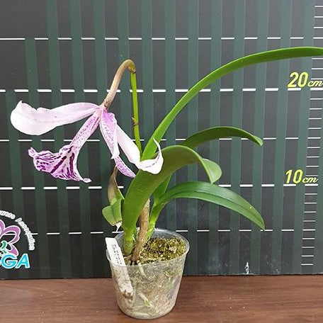 Brassolaeliocattleya Tetra Lip × Brassolaelia Morning Glory 2.5"