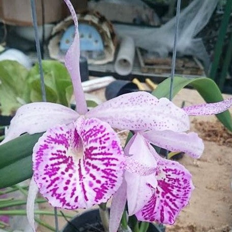 Brassolaeliocattleya Tetra Lip × Brassolaelia Morning Glory 2.5"